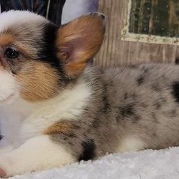 American Corgis and Pembroke Welsh Corgis from Bodacious Blues Kennels (American and Pembroke Welsh Corgis)