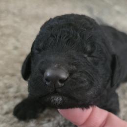 Girl 3 - female Sheepadoodle puppy in Owensville, Missouri from Oak Valley Kennels