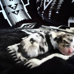 STORMFLY - Blue merle female Australian Shepherd puppy in Pendleton, Oregon from High West Aussies
