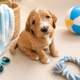 Huckleberry - Apricot male Goldendoodle puppy in Rocky Point, North Carolina from CelticDoods