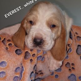 EVEREST... WHITE COLLAR - Lemon and white female Basset Hound puppy in Highland Heights, Kentucky from Hound Ridge Meadows