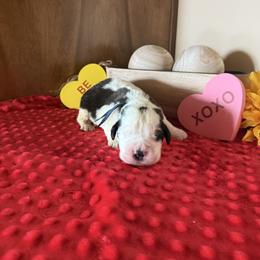 Legolas - White and brown male Saint Bernard puppy in Ramona, California from Buendias Ranch Saint Bernards & Bernese Mountain Dogs