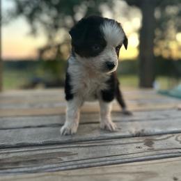 Annette - Black tri female Miniature Australian Shepherd puppy in Doddridge, Arkansas from Huddleston Farm