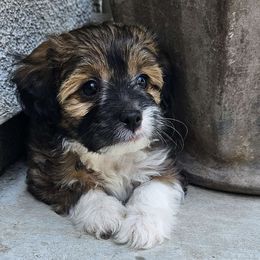 Chanel - Sable Aussiedoodle puppy in Stockton, California from Family Doodles