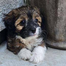 Chanel - Sable Aussiedoodle puppy in Stockton, California from Family Doodles