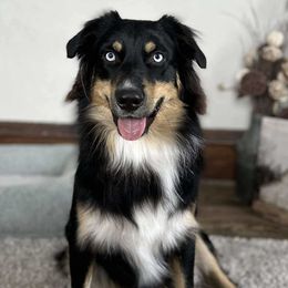 Aussiedoodles and Australian Shepherds from Homestead Aussies & Doodles