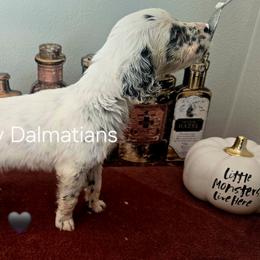 Rumor - White and black male Dalmatian puppy in Janesville, Wisconsin from Legacy Dalmatians