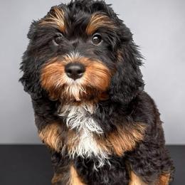 Cleo - Tri-color female Cavapoo puppy in Tucson, Arizona from Adored Poodle & Doodles