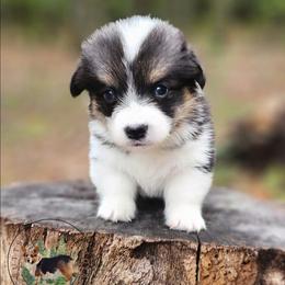 Orca - Black and white female American Corgi puppy in Cameron, North Carolina from Butts Family Corgis
