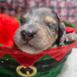 Daniel-Boy 2 - Dapple male Dachshund puppy in Bigfork, Minnesota from Long Ears and Long Dogs Ranch