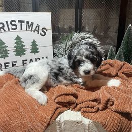 Aussiedoodle and Goldendoodle Puppies from Toledo Creek Doodles