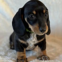 Brekin - Black and cream male Dachshund puppy in Lincoln, Arkansas from Red Dirt Dachshunds
