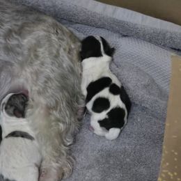 Companion Cross Puppies from Isabelle's Puppy Patch