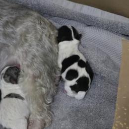 Companion Cross Puppies from Isabelle's Puppy Patch