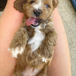 Dolly - Red female Australian Labradoodle puppy in Wamego, Kansas from Doodles of Oz