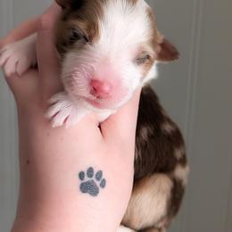 Delta - Red merle male Australian Shepherd puppy in Georgetown, Texas from River Reign Australian Shepherds