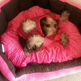 Miniature Schnauzer Puppies from Starbound Miniture Schnauzer's