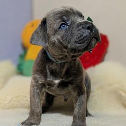 Light blue collar: Moss - Gray male Cane Corso puppy in Franktown, Colorado from Earth and Ship Cane Corso