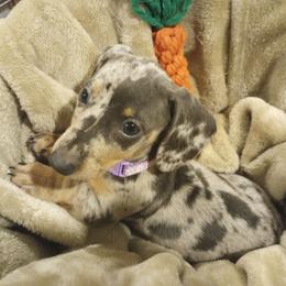 Luna - Dachshund