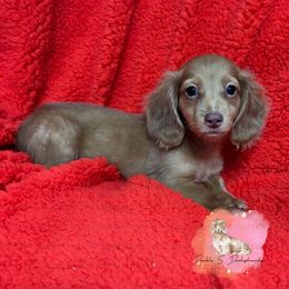 Jeremiah - Red male Dachshund puppy in Timpson, Texas from Double S Kennel