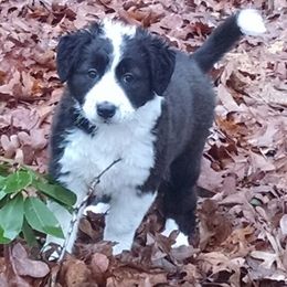 English Shepherd Puppies from Yellow Wolf Farm English Shepherds