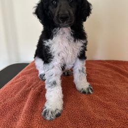 Poodle Puppies from Paddock's Purebred Poodles