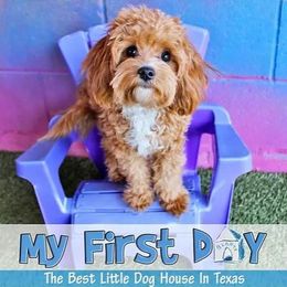 Assorted Doodle Crosses and Cavapoo Puppies from Chalk Creek Cavapoos and Cavapoochons
