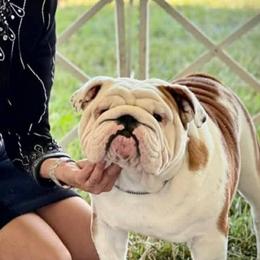 Bulldog puppies from Paintabull Bulldogs