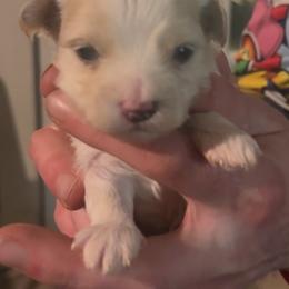 Girl 1 - White female Morkie puppy in Pittsburgh, Pennsylvania from Maria's Morkies & More