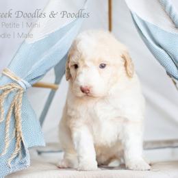 Aussiedoodles, Bordoodles, Goldendoodles, and Sheepadoodles from Crooked Creek Doodles and Poodles