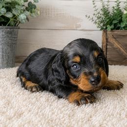Raj - Black and tan male Dachshund puppy in Greenup, Kentucky from Tygart Creek Dachshunds