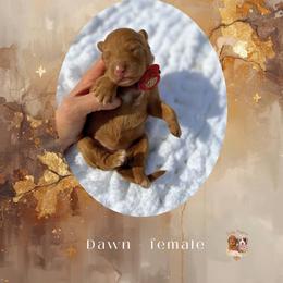 Dawn - Apricot female Goldendoodle puppy in Canton, Georgia from Teddy Puppies