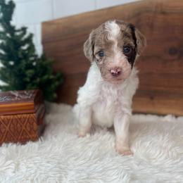 Polly - White and red merle female Bordoodle puppy in Valley Center, California from Circle R Valley Bordoodls