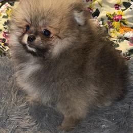Barbie - Orange sable female Pomeranian puppy in Miami, Florida from Couture Pomeranians