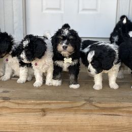 Bernedoodle and Goldendoodle Puppies from Oakie Doodles
