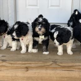 Bernedoodle and Goldendoodle Puppies from Oakie Doodles