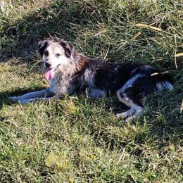 Lilly - Australian Shepherd