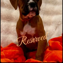 Topaz - Fawn male Boxer puppy in Seaside, Oregon from Vincent's Pride Boxers