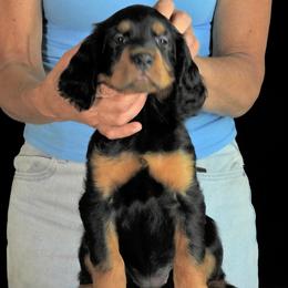 Girl 5 - female Gordon Setter puppy in Huntingtown, Maryland from Laurel Hill
