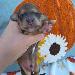 Shaded cream 2 - Red male Dachshund puppy in West Plains, Missouri from Spring Creek Dachshunds
