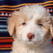 Baby - Bordoodle puppy in Baxter Springs, Kansas from JM Lazy S Doodles and Border Collies