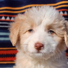 Baby - Bordoodle puppy in Baxter Springs, Kansas from JM Lazy S Doodles and Border Collies