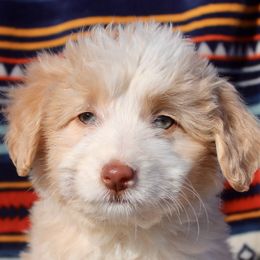 Baby - Bordoodle puppy in Baxter Springs, Kansas from JM Lazy S Doodles and Border Collies