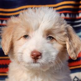 Baby - Bordoodle puppy in Baxter Springs, Kansas from JM Lazy S Doodles and Border Collies