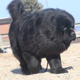 George - Newfoundland