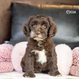 Cocoa - Chocolate female Australian Labradoodle puppy in Redding, California from Shasta Royal Monroe Puppies