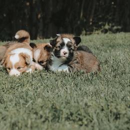 American Corgi and Pembroke Welsh Corgi Puppies from Witch Creek Corgis