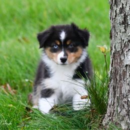 Girl 1 - Black tri-color female Australian Shepherd puppy in Rochester, Massachusetts from Clover Creek Aussies