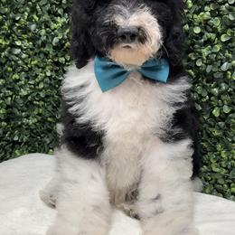 Noah 2500 - Parti male Goldendoodle puppy in Los Angeles, California from Exquisite Doodles