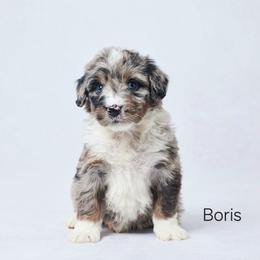 Boris - Blue merle male Bernedoodle puppy in Apple Creek, Ohio from Grandeur Valley Puppies